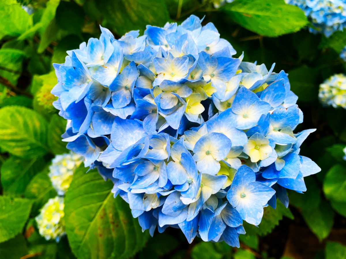 Hortensie albastră FABOLO BLUE, în ghiveci. Preț bun ❤️ FloraPris