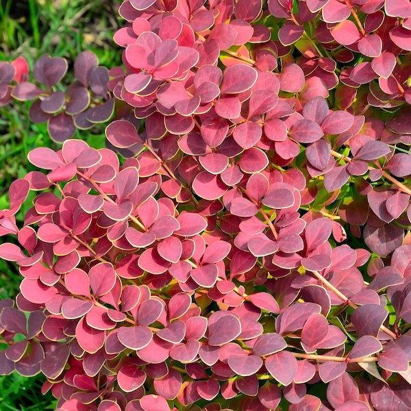 Dracila roșie (berberis) – 50 cm. Arbuști decorativi prin frunze ❤️ FloraPris