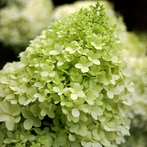 Hortensie verde. Hortensia paniculata Limelight, în ghiveci ❤️ FloraPris