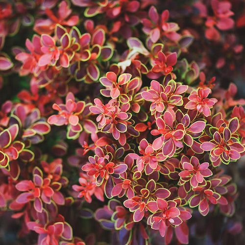 Berberis Thunbergii Golden Ring - Arbuști decorativi prin frunze ❤️ FloraPris