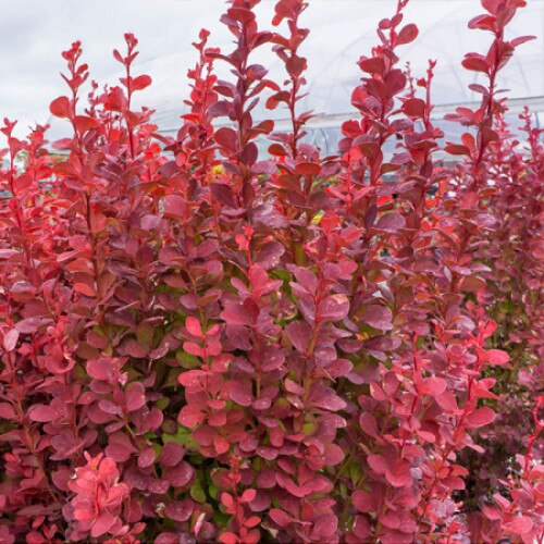 Dracila roșie (berberis) pentru gard viu, 80-100 cm ❤️ FloraPris