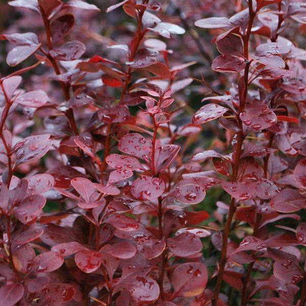 Dracila roșie (berberis) ❤️ FloraPris