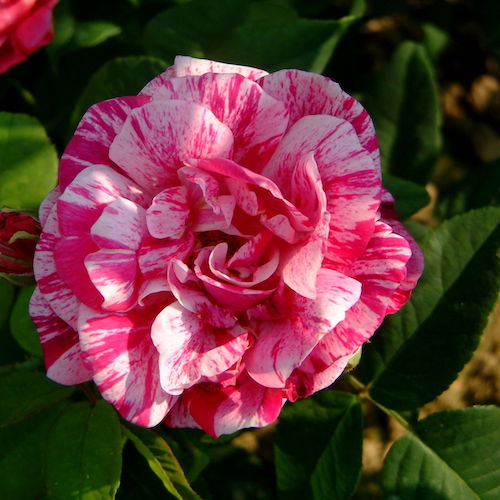 Trandafir teahibrid Ferdinand la ghiveci, preț bun ❤️ FloraPris