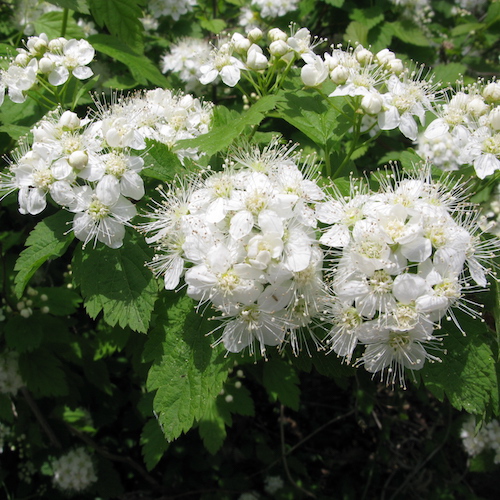 Cununița albă - spiraea chamaedryfolia, de vânzare. Preț bun ❤️ FloraPris