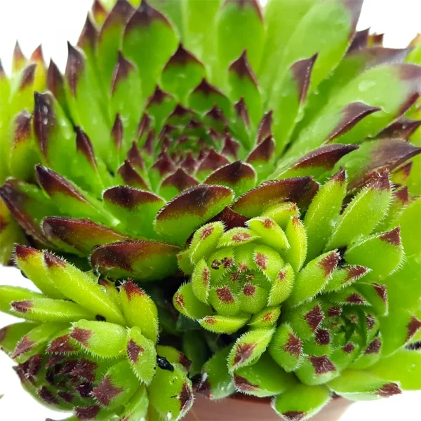 Sempervivum de vânzare, Plante suculente la ghiveci ❤️ FloraPris