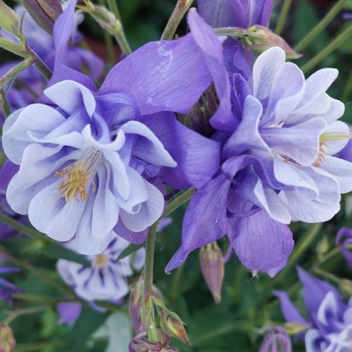 Aquilegia albastru cu alb dantelat de vânzare la ghiveci ❤️ FloraPris