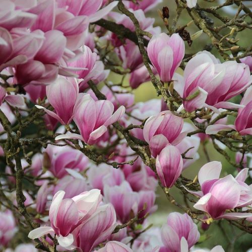 Magnolia soulangeana tip pom de vanzare, preț mic ❤️ FloraPris