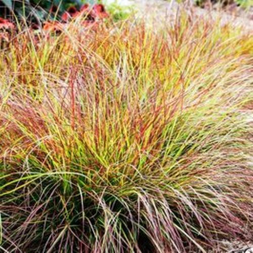 Iarba decorativă Pennisetum Burgundy de vanzare ❤️ FloraPris