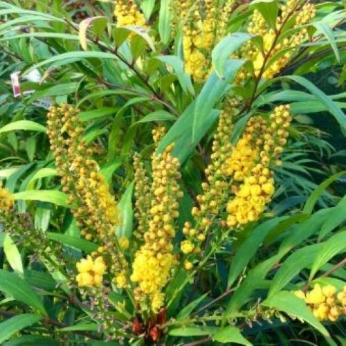 Mahonia Volcano de vanzare, pret bun ❤️ FloraPris