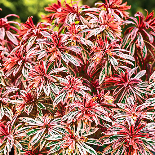 Euphorbia Frosted Flame de vânzare cu preț bun. Veșnic verzi ❤️ FloraPris