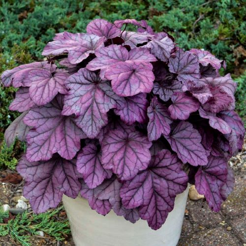 Heuchera Pink Panther de vânzare ❤️ FloraPris