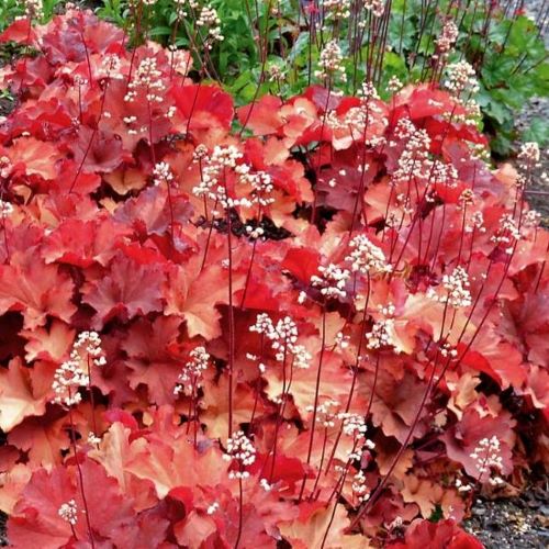 Heuchera Rio ❤️ FloraPris