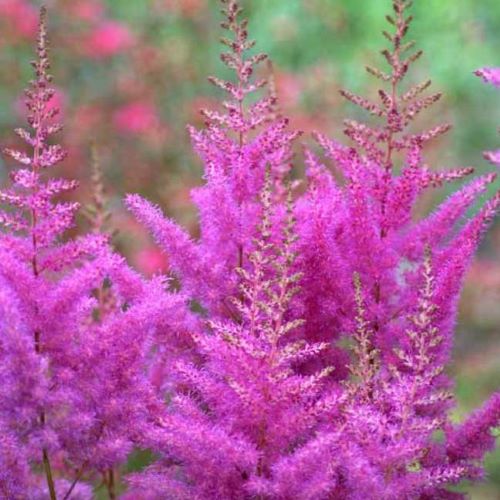 Astilbe Nemo de vânzare la ghiveci, preț bun. Perene de umbră ❤️ FloraPris