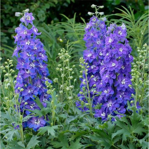 Delphinium Glitzy de vânzare cu preț bun ❤️ FloraPris