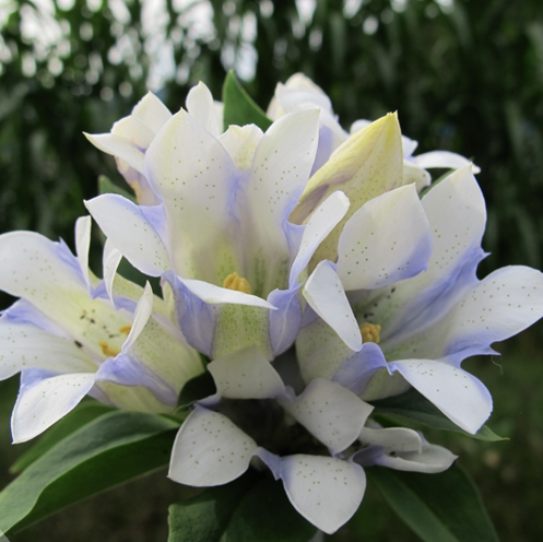 Gentiana Crystal de vânzare la ghiveci, preț bun ❤️ FloraPris