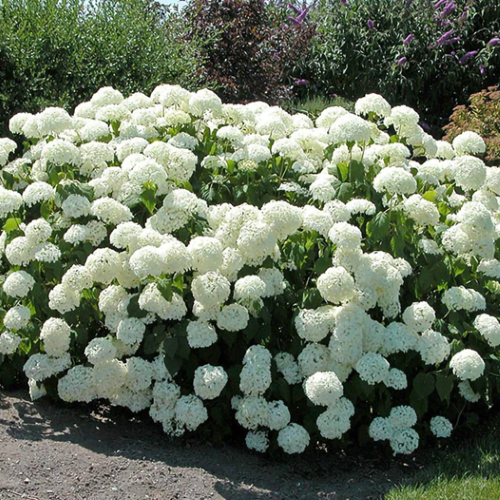 Hortensie arborescentă Annabelle, în ghiveci. Preț bun ❤️ FloraPris