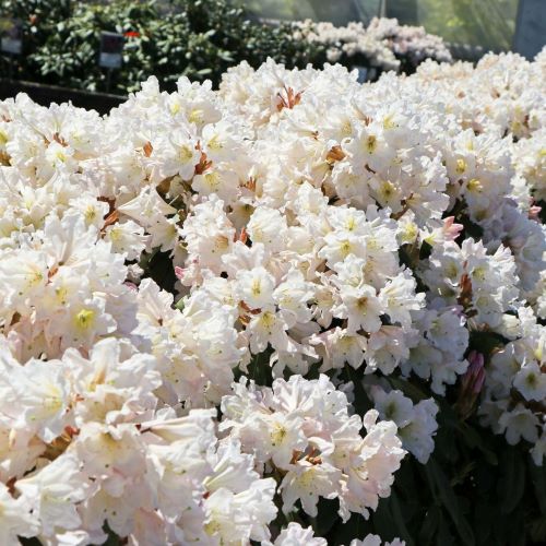 Rhododendron Dufthecke White Preț bun ❤️ FloraPris