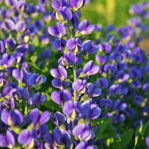 Baptisia de vânzare la ghiveci, preț bun ❤️ FloraPris