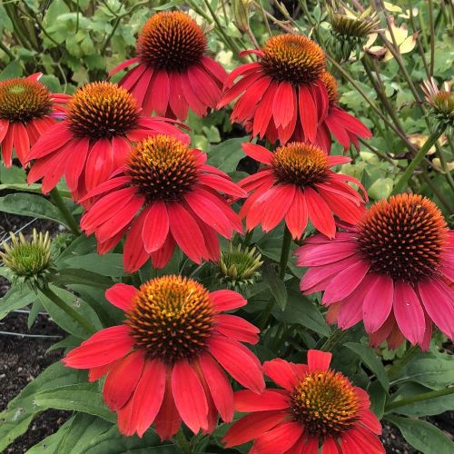 Echinacea Lakota Red de vânzare la ghiveci ❤️ FloraPris