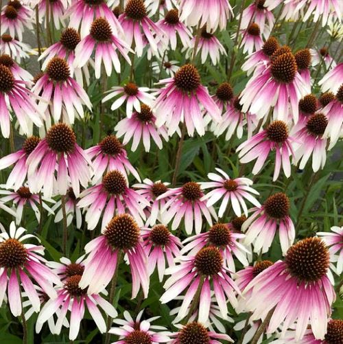 Echinacea Pretty Parasols de vânzare la ghiveci, preț bun ❤️ FloraPris