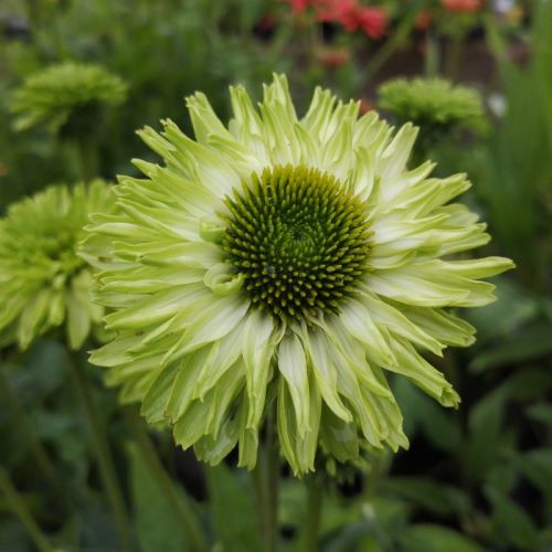 Echinacea verde de vânzare la ghiveci, preț bun ❤️ FloraPris