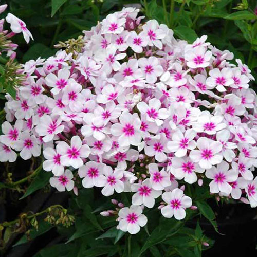 Phlox Paniculata Famous White, de vanzare, pret bun ❤️ FloraPris