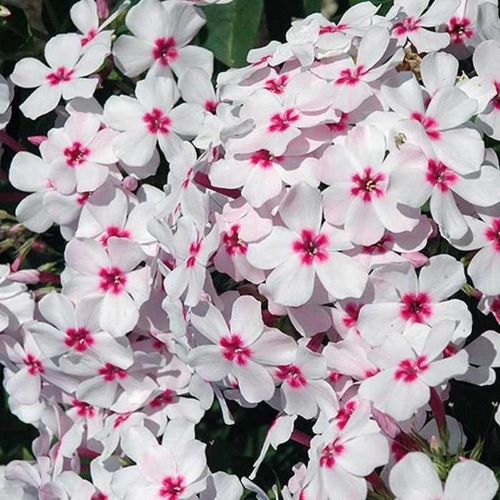 Phlox Paniculata Famous White, de vanzare ❤️ FloraPris