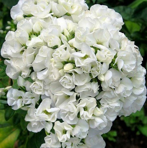 Phlox Paniculata Tiara de vânzare la ghiveci cu pret bun ❤️ FloraPris