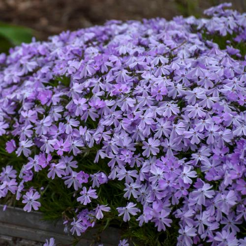 Phlox Spring Blue de vânzare la ghiveci cu pret bun ❤️ FloraPris