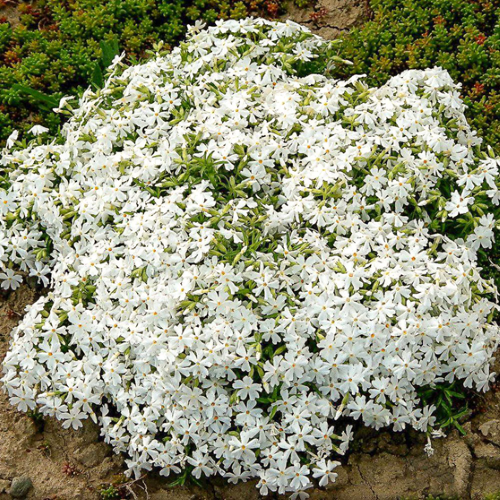 Phlox Spring White de vânzare la ghiveci ❤️ FloraPris