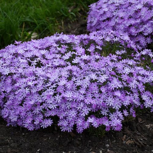 Phlox subulata violet de vânzare la ghiveci cu pret bun ❤️ FloraPris