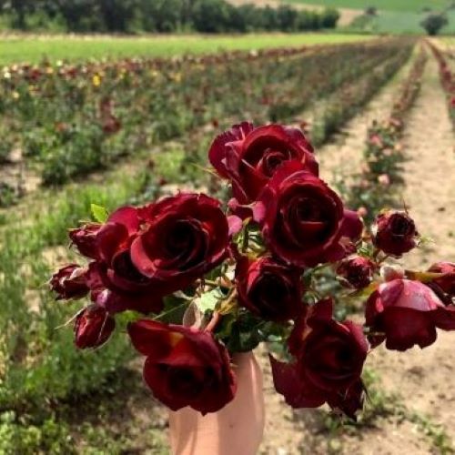 Trandafiri floribunda Capucino la ghiveci, preț bun ❤️ FloraPris