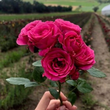 Trandafiri floribunda Ciclame la ghiveci, preț bun ❤️ FloraPris