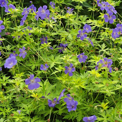 Geranium Blue Sunrise-mușcată de grădină ❤️ FloraPris