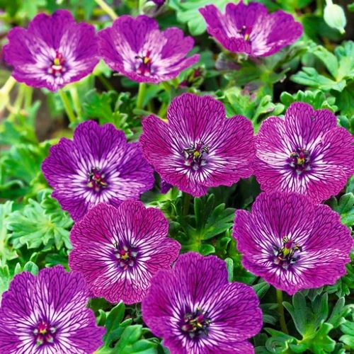 Geranium Jolly Jewel Lilac de vanzare la ghoveci ❤️ FloraPris