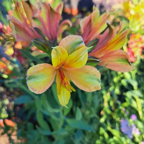 Alstroemeria Summer Samba Tessumsam de vânzare preț bun ❤️ FloraPris