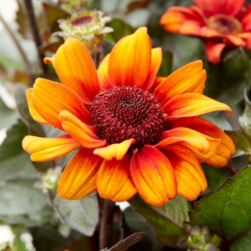 Heliopsis Luna Roja de vânzare la ghiveci ❤️ FloraPris