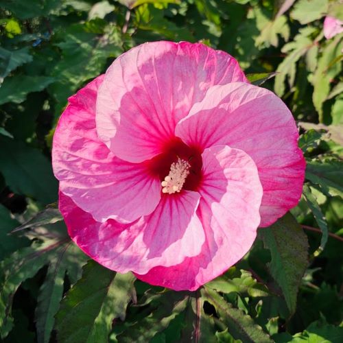 Hibiscus Carousel Pink Candy de vanzare, preț bun ❤️ FloraPris