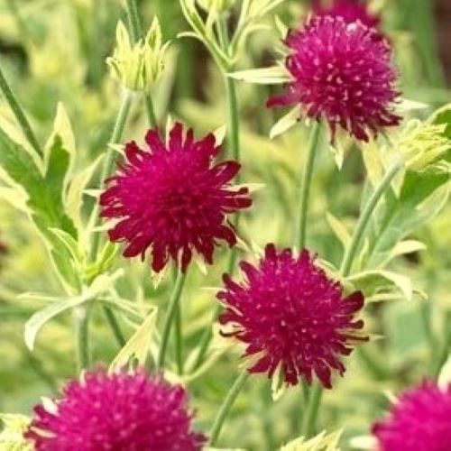 Knautia Thunder Lightining de vânzare la ghiveci, preț bun ❤️ FloraPris