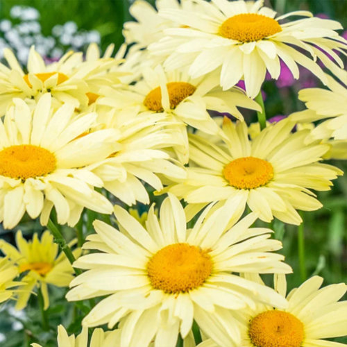 Leucanthemum Banana Cream de vânzare la ghiveci, preț bun ❤️ FloraPris