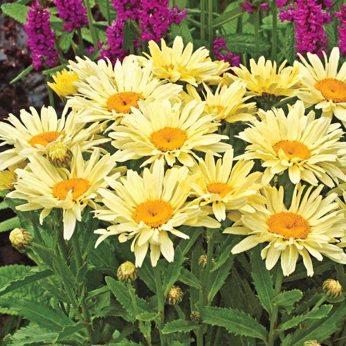 Leucanthemum Banana Cream de vânzare la ghiveci ❤️ FloraPris