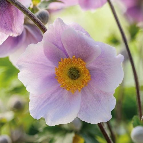 Anemone de toamnă la ghiveci ❤️ FloraPris