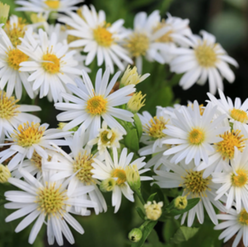 Aster Starshine de vânzare la ghiveci n ❤️ FloraPris