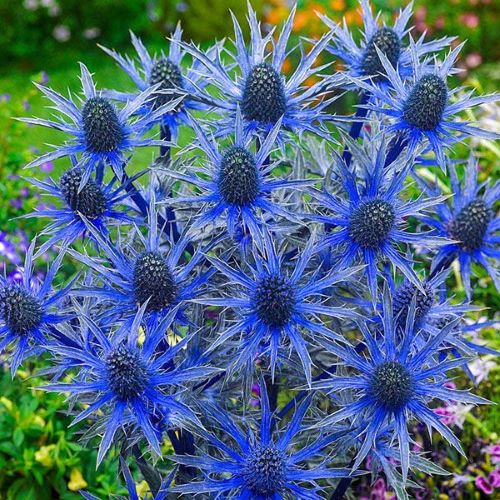 Eryngium Zabelii Big Blue de vânzare la ghiveci ❤️ FloraPris