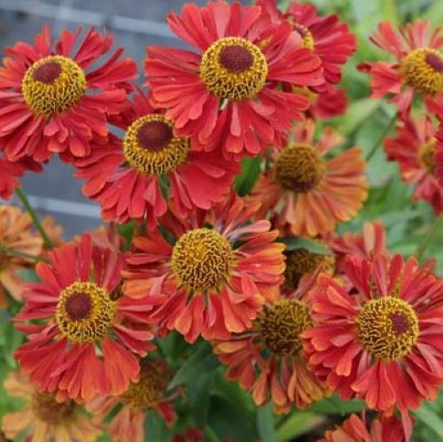 Helenium Ranchera de vânzare la ghiveci ❤️ FloraPris