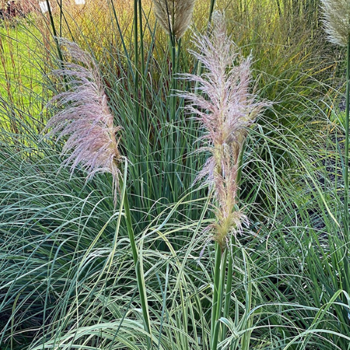 Iarba de Pampas roz argintiu la ghiveci ❤️ FloraPris