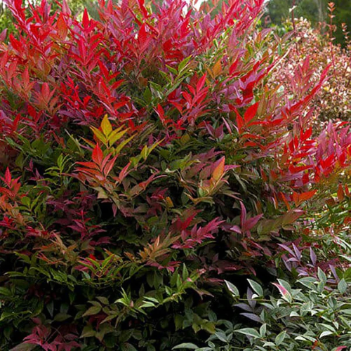 Nandina Domestica Baie de Lune