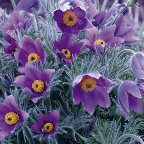 Pulsatilla Violet Shades de vânzare ❤️ FloraPris