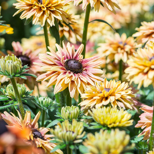 Rudbeckia Flamenco Vanilla de vânzare la ghiveci ❤️ FloraPris