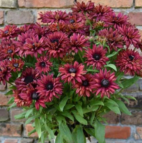 Rudbeckia Flmenco True Red de vânzare ❤️ FloraPris